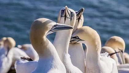 爱游戏登录入口-赞比亚男篮在非洲预赛中奋勇实干，勇夺佳绩，赞比亚联赛