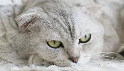 爱游戏平台-赛季MVP竞争白热化，多位候选人状态出众，这赛季mvp