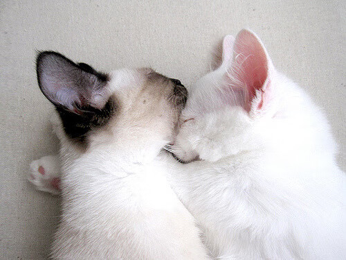 “漂移舞者:弯道飞舞的速度艺术”,弯道漂移技巧视频教程