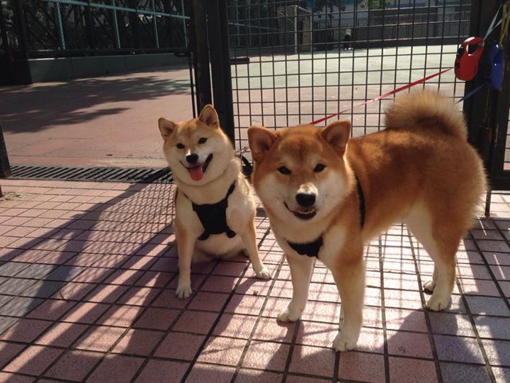 爱游戏在线登录入口-国际排联宣布规则改革，比赛时间或将缩短，国际排联是什么