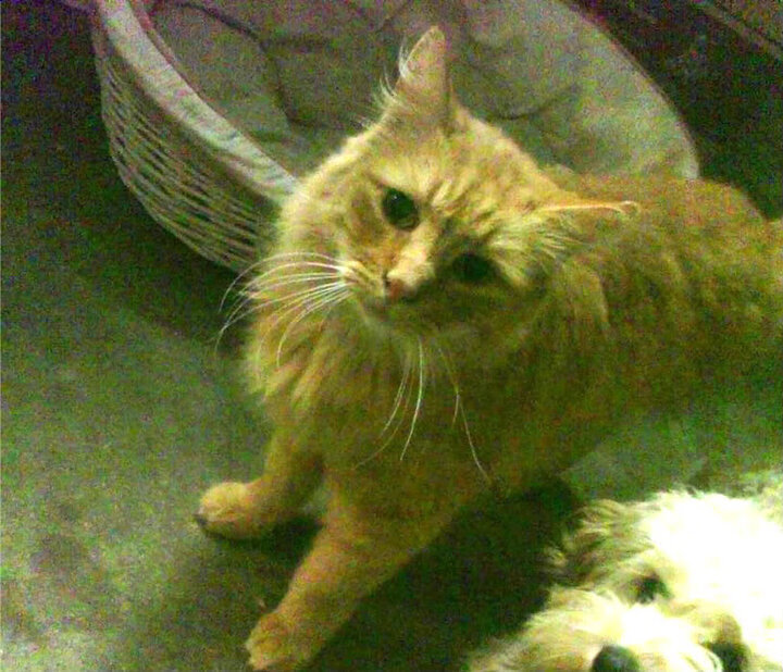 最激烈瞬间:北京队在最后30秒完成精彩逆转!,北京队队员