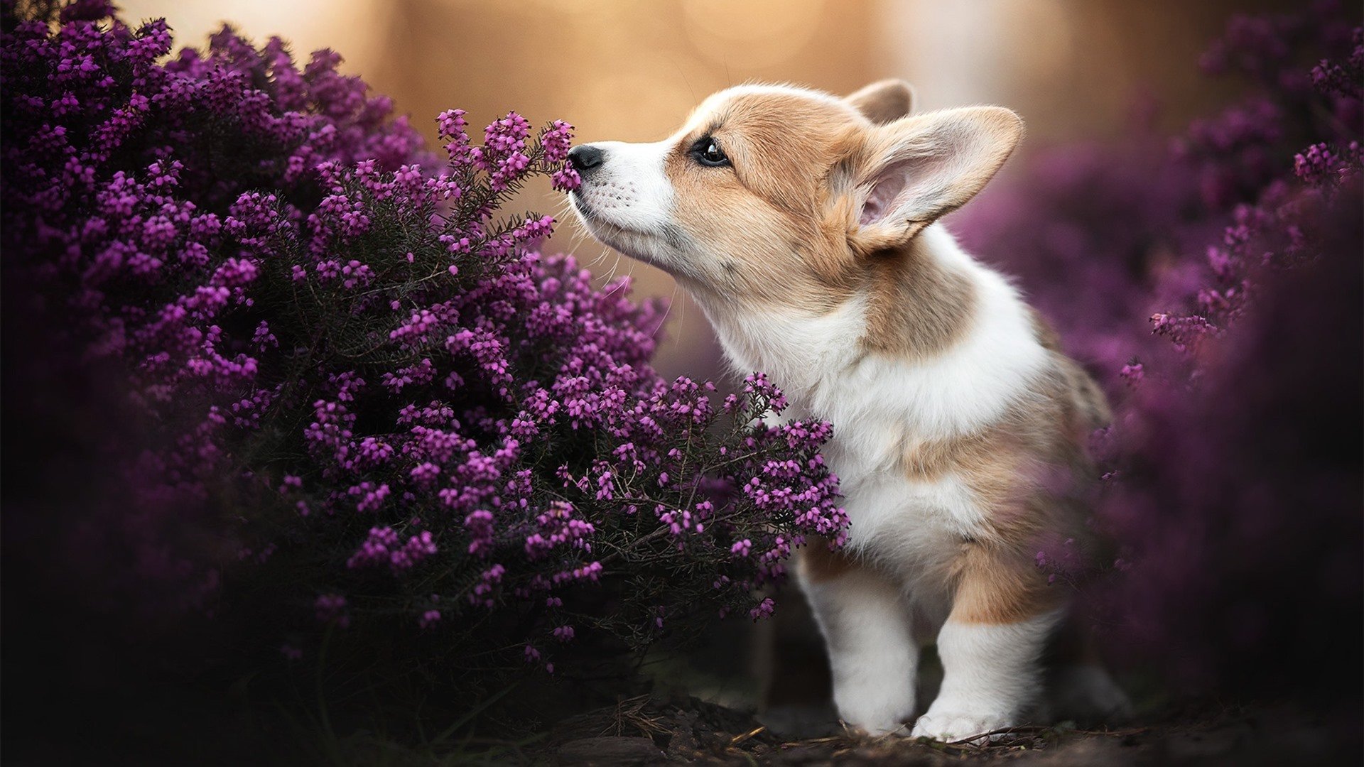 爱游戏app-奥萨苏纳客场平局，延续西甲积分榜稳定态势，西甲奥萨苏纳对皇马直播