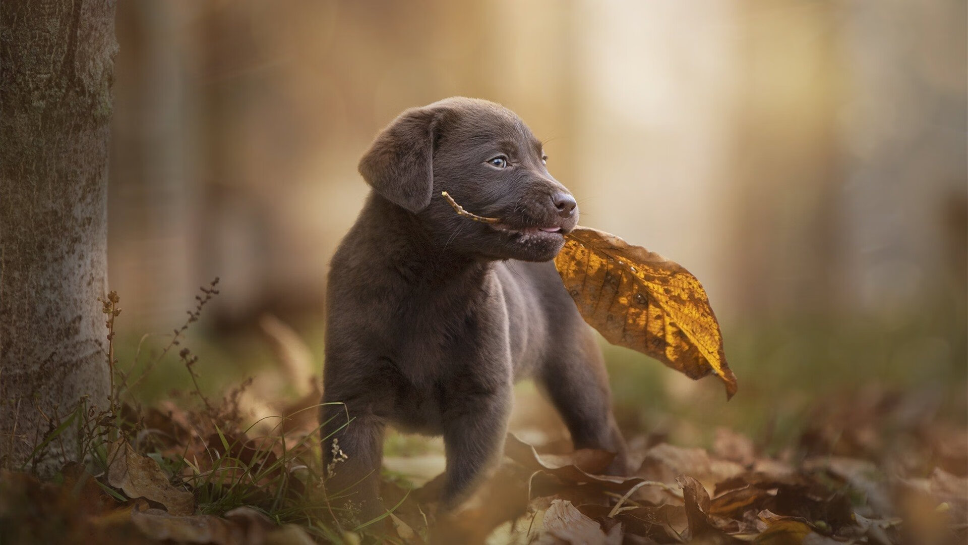 AYX体育官网-德国马术队在2024年巴黎奥运会上表现出色，获得团体障碍赛第五名，创造历史最佳成绩。