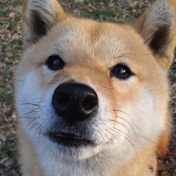 AYX GAME-汉堡队主场告捷，暂时摆脱降级危机，昨晚汉堡队比赛