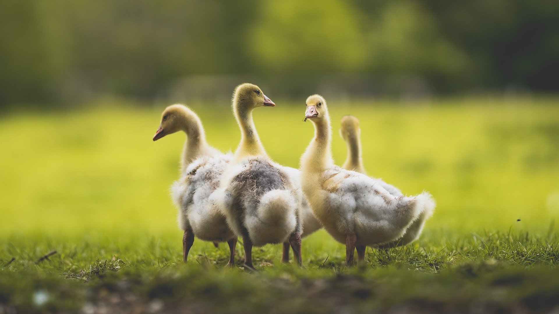 AYX GAMING-篮球世界巨星争相报名参加国际赛，国际篮球协会