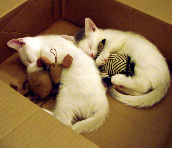 爱游戏体育官方网站-篮球赛场领头羊将参加重要国际赛，篮球的国际赛事