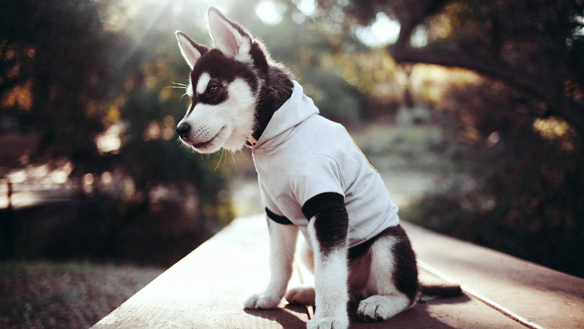 爱游戏中国官方网站平台-运动装备市场需求动态监测，运动装备市场需求动态监测包括