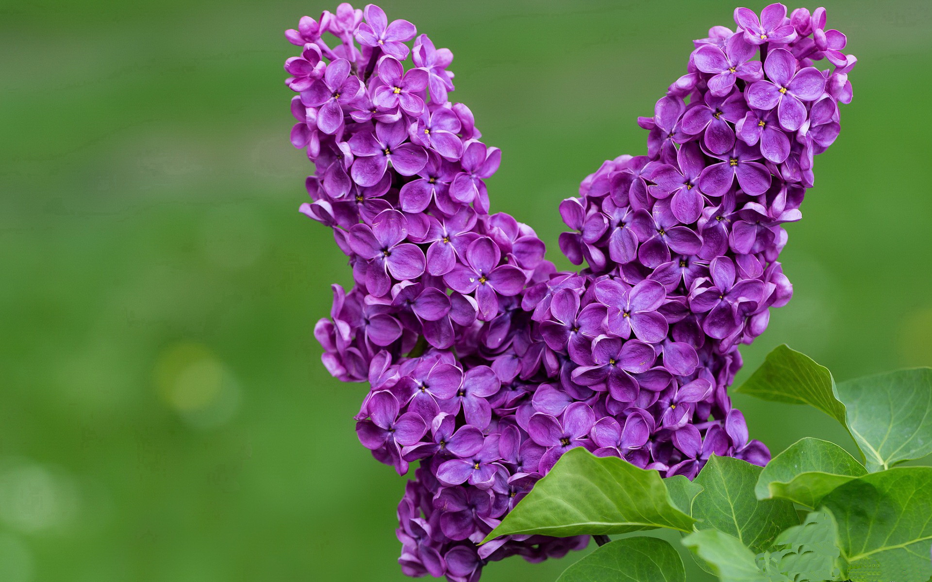 俱乐部运营模式亟需多元化转型,俱乐部的运营与管理