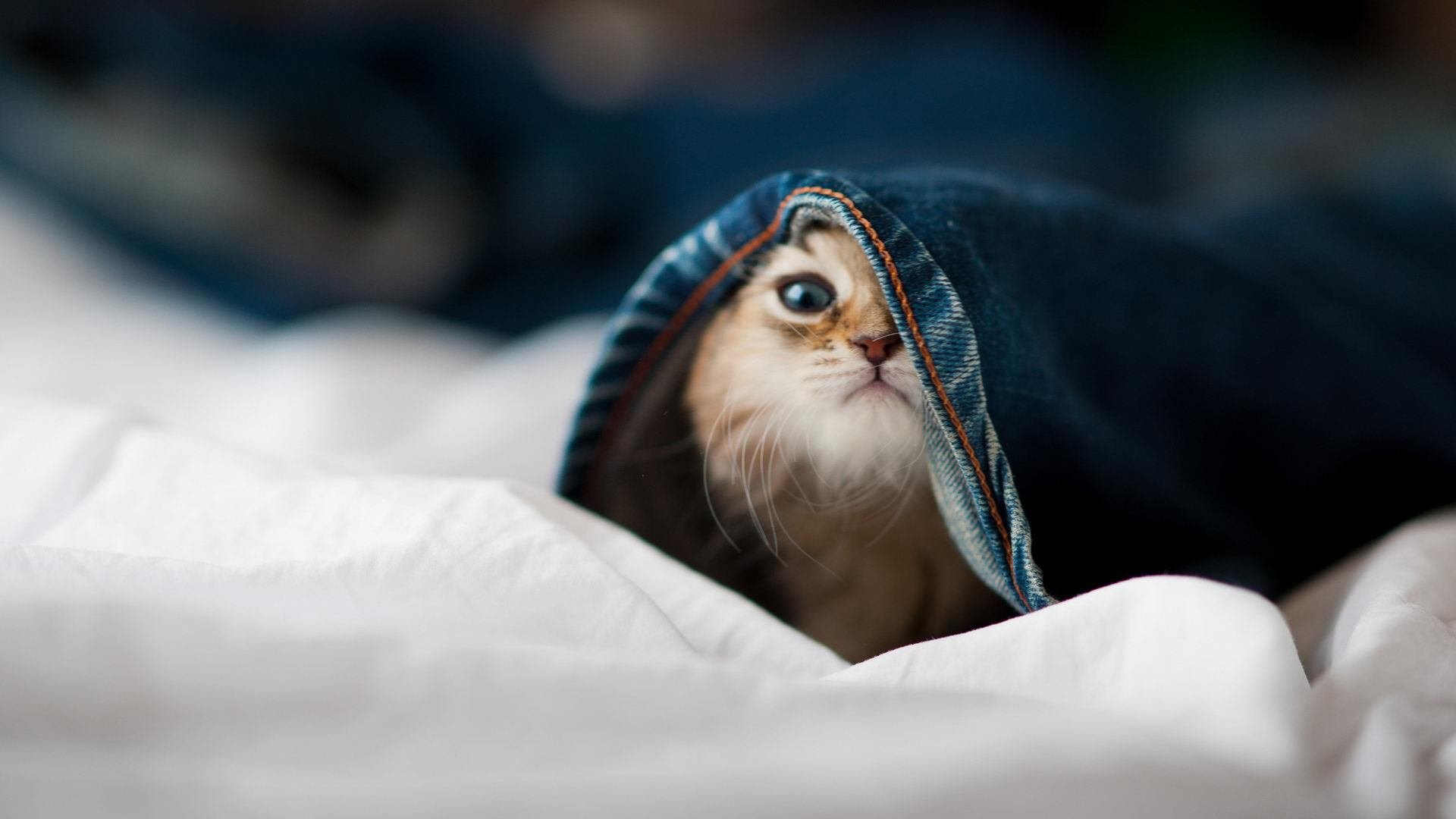 爱游戏官方网站-替补球员发挥出色，展现深厚实力，替补球员从哪上场