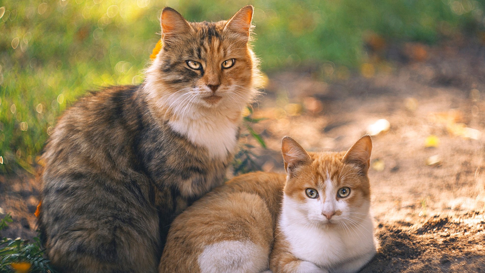勇士后场组合配合训练展现高效率转换进攻,勇士队合练