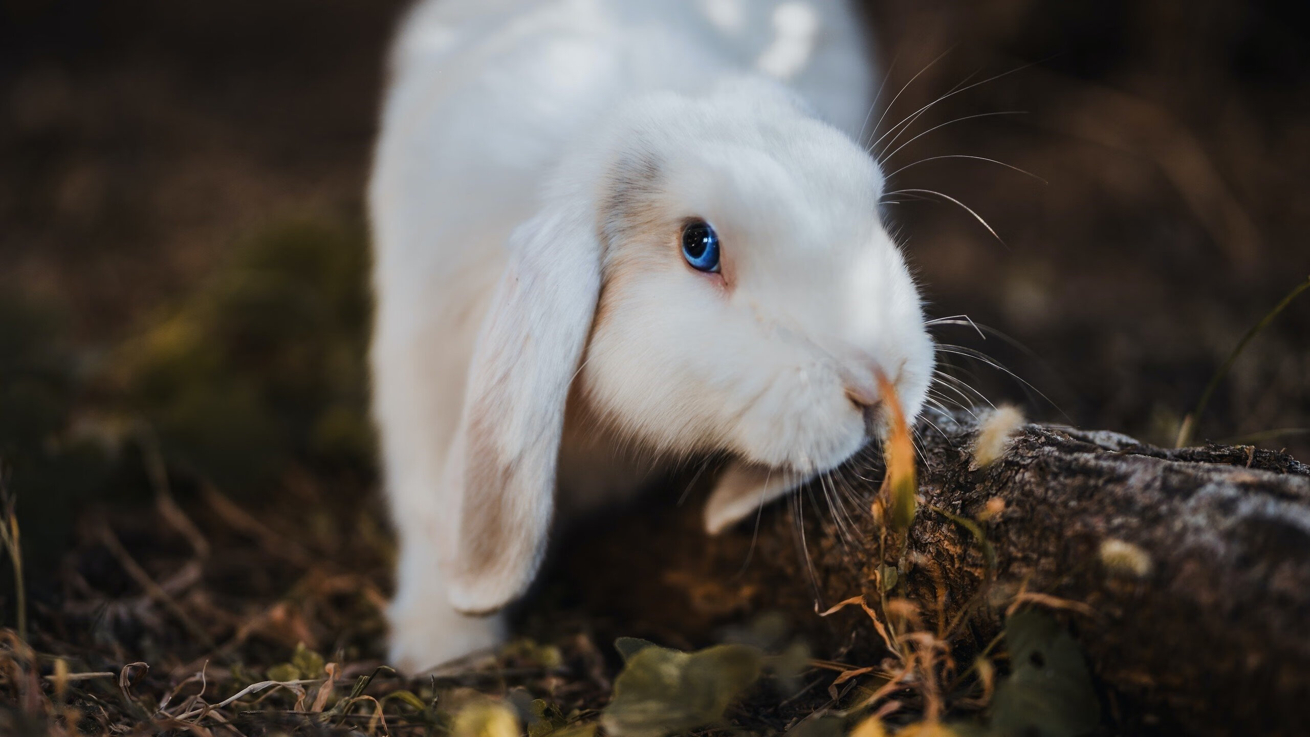 奥卡拉汉展现稳定的比赛心态,卡拉奥萨