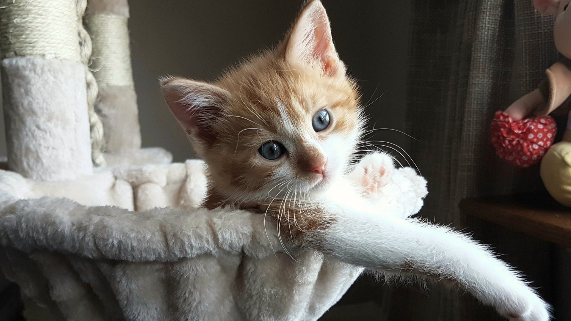 爱游戏娱乐-青训体系同步开设基础营养学课程提升体能保障，青训营是什么意思